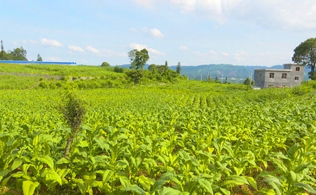 兴仁市鲁础营乡生物质燃料颗粒机助力乡村振兴